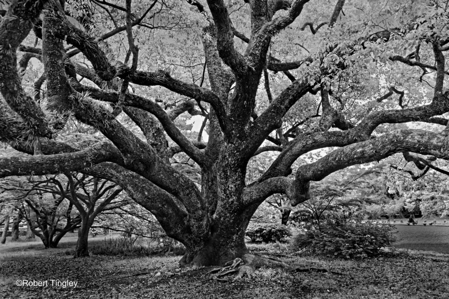 Kyoto 4550 BW